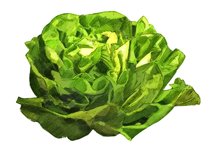 A lettuce for the tutorial display an image with SDL2_image